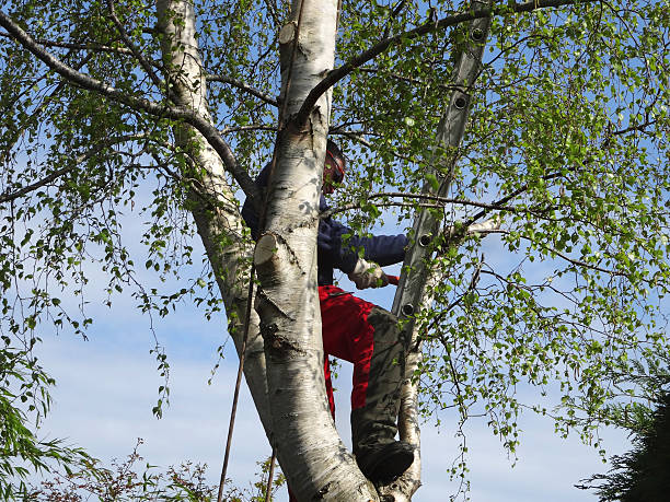 Best Tree and Shrub Care  in Bristol, CT