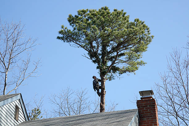 Best Residential Tree Removal  in Bristol, CT