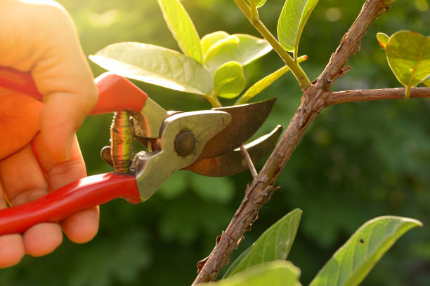 Best Tree Preservation Services  in Bristol, CT